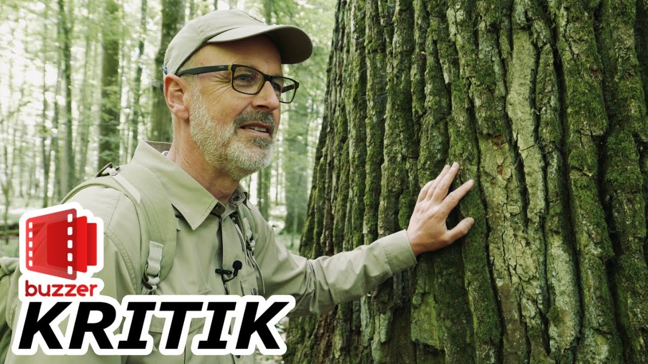 Das geheime Leben der Bäume 🌳 Was Bäume wirklich miteinander verbindet